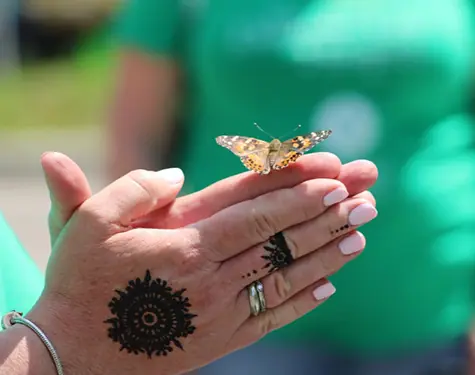 Butterfly on two hands