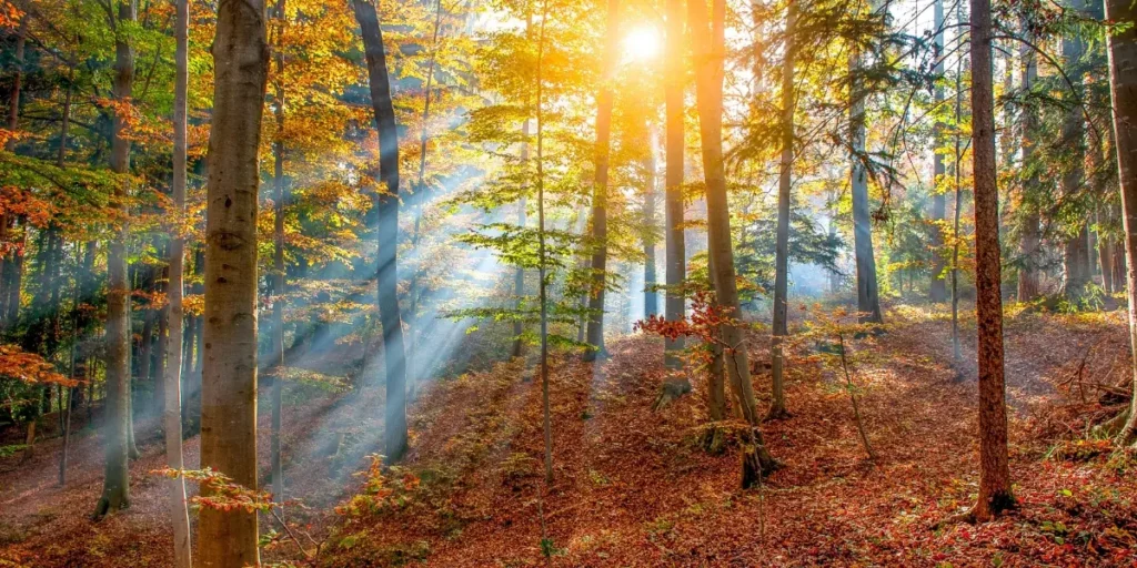 A forest with evergreen trees with sunlight shining through the trees 